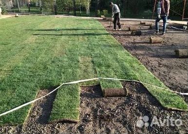 Укладка Рулонного газона