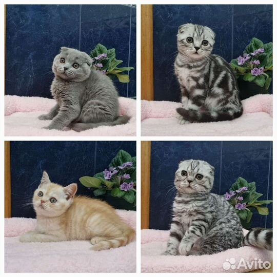 Шотландские вислоухие котята