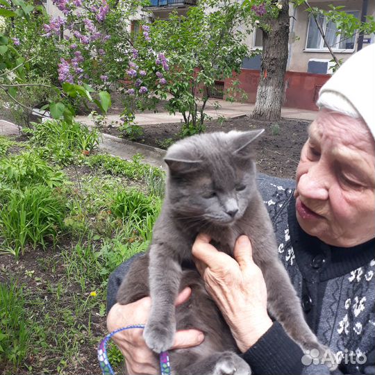 В добрае руки бесплатно кошечка русская голубая