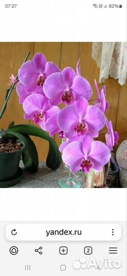 Орхидея гигантская розовая