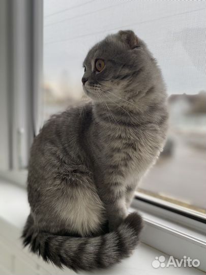 Шотландский вислоухий кот бесплатно