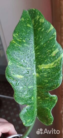 Филодендрон