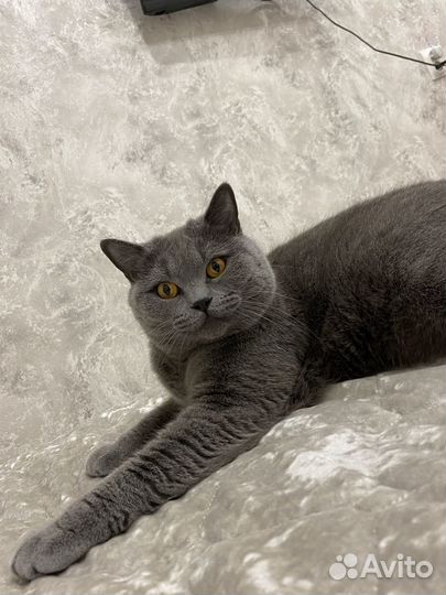 Кот британец