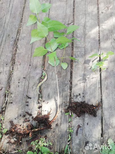 Сирень, малина