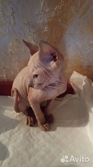 Кошка сфинкс