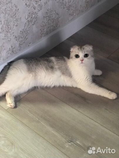 Шотландская кошечка