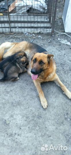 Щенки немецкой овчарки