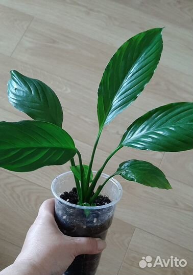 Спатифиллум Шопен/ женское счастье