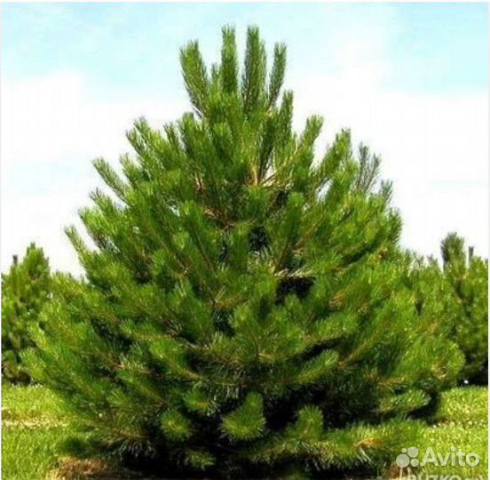 Сосна Крымская