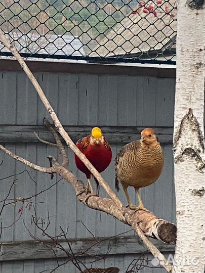 Птенцы фазана