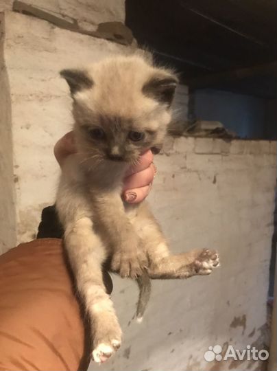 Котята в добрые руки даром