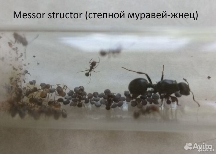 Муравьи Матка: Жнецы, Cадовый, Дерновый. Знахарь