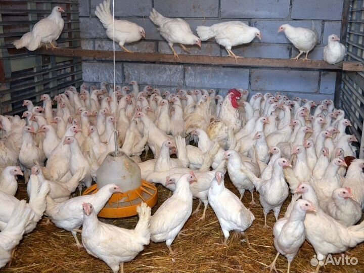 Куры несушки породы Леггорн