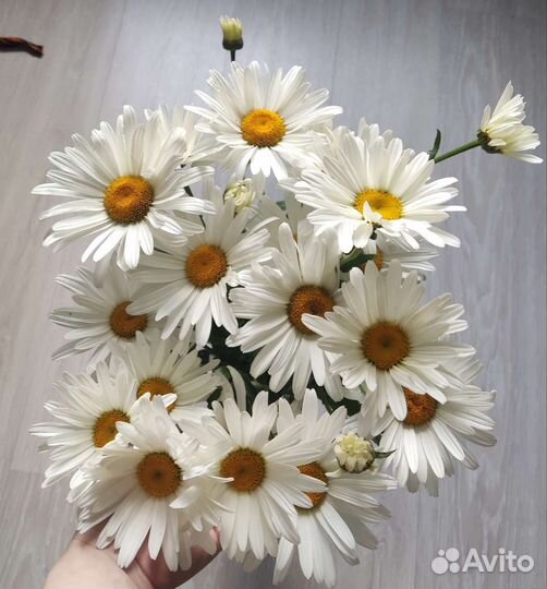 Букет ромашек белых