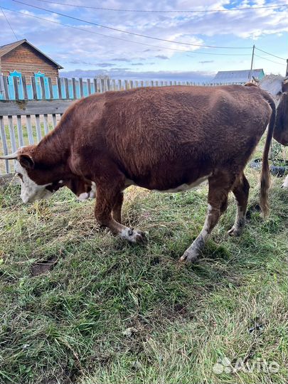 Телка 1,7 года