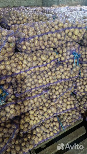 Семенной картофель гала