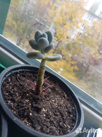 Пахифитум суккулент