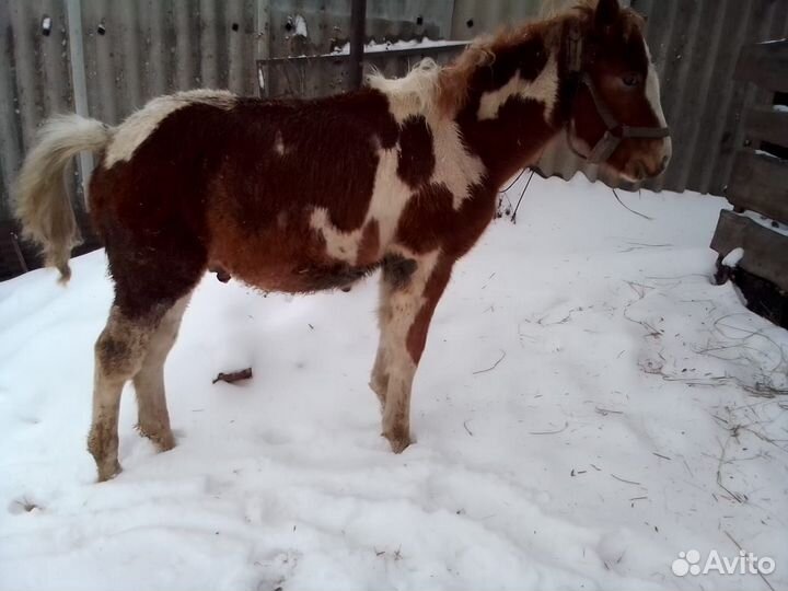 Продам жеребчика