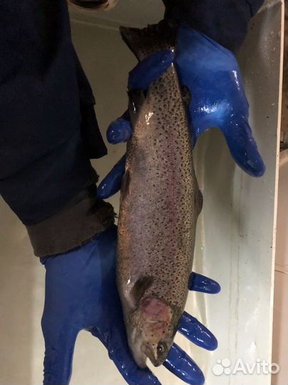 Свежая рыба форель