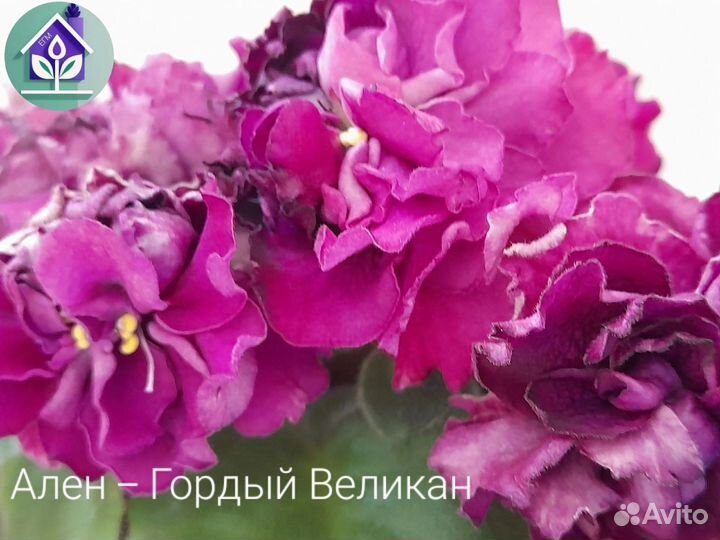 Фиалки сенполии цветущие