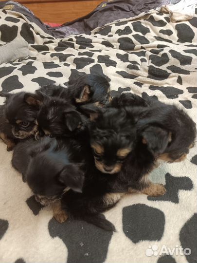 Щенки чорки