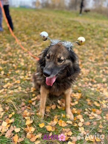 Пушистик Дэнчик ищет дом