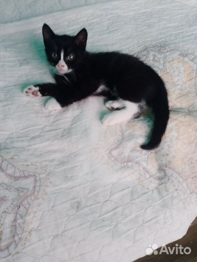 Котики бесплатно черный
