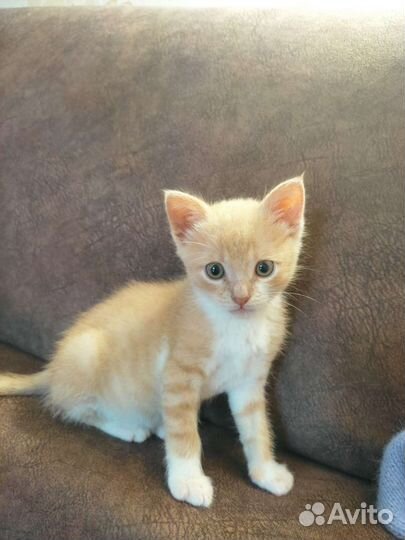 Котик