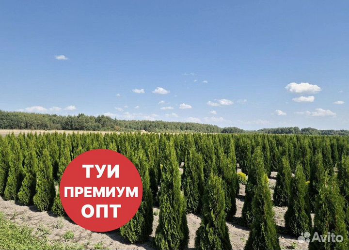 Туя смарагд рост 200,5 см /опт 150 шт