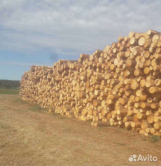 Лес кругляк пиловочник