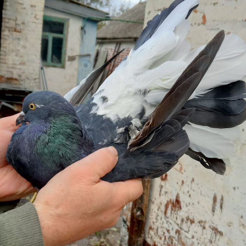 Голуби павлины