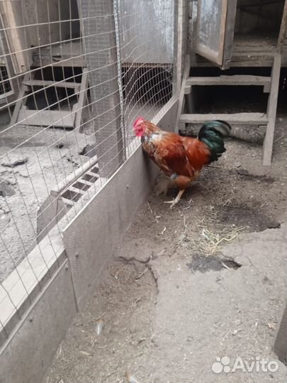 Куры и петухи