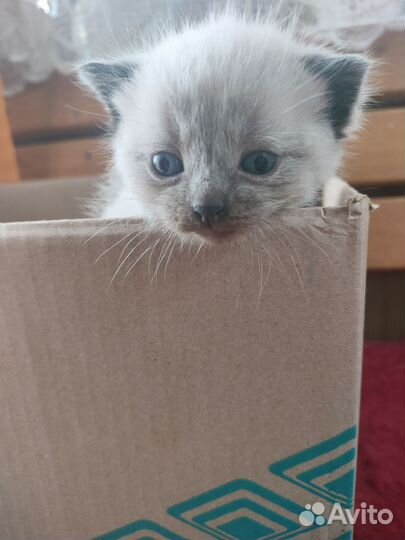 Котята