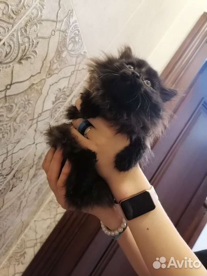 Сибирский котенок девочка