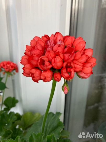 Герань пеларгония