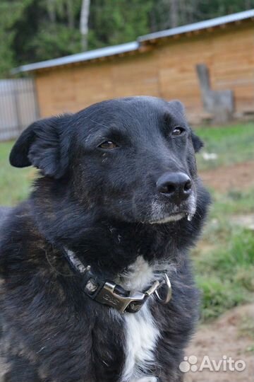 Прекрасный пес Руди хочет стать домашним