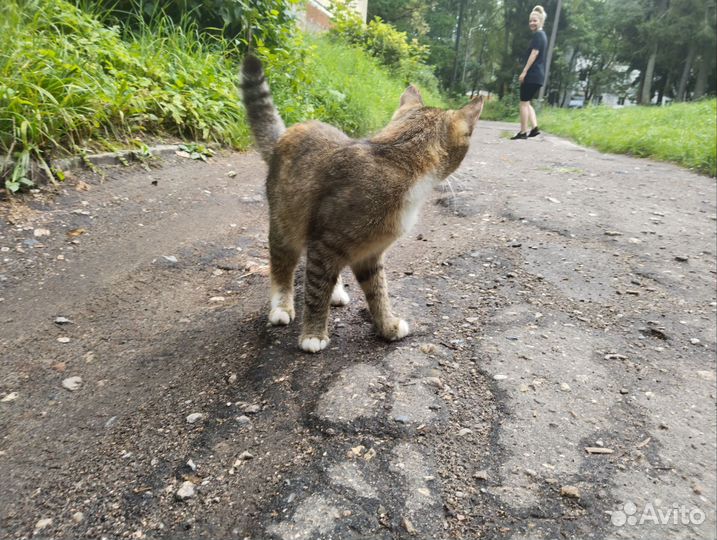 Милая кошечка