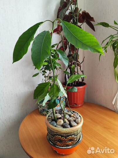 Комнатные растения