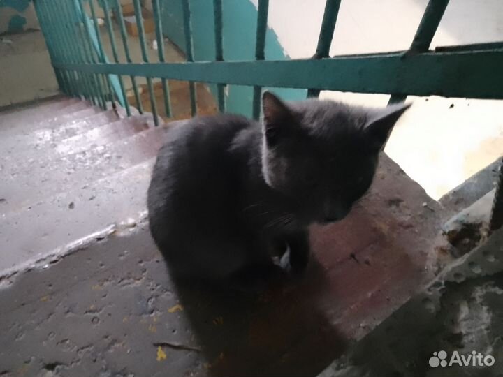 Черный котенок