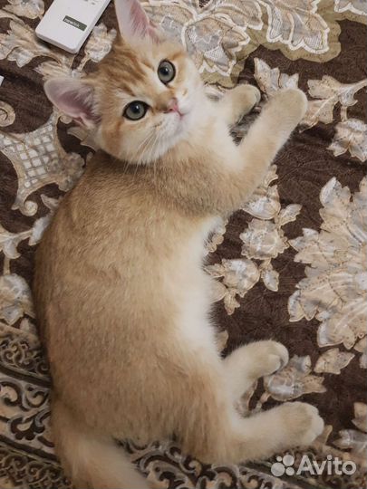 Британская