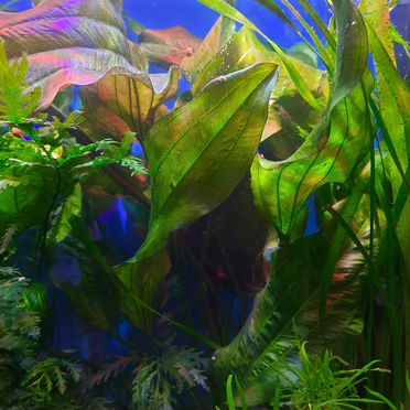 Эхинодорус "Танцующее огненное перо"