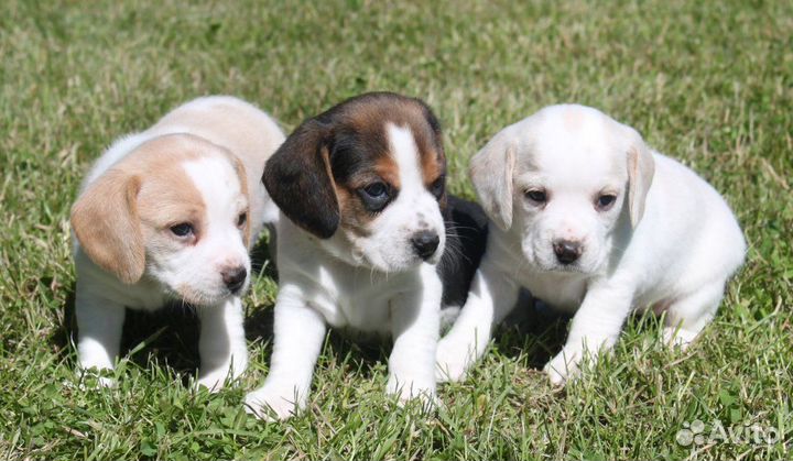 Собаки щенки бигль