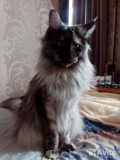 Нужен кот (породы Майн кун) для вязки