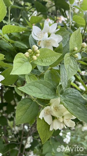 Чубушник венечный (жасмин)