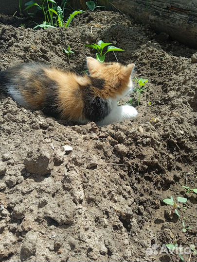 Кошечка в добрые руки