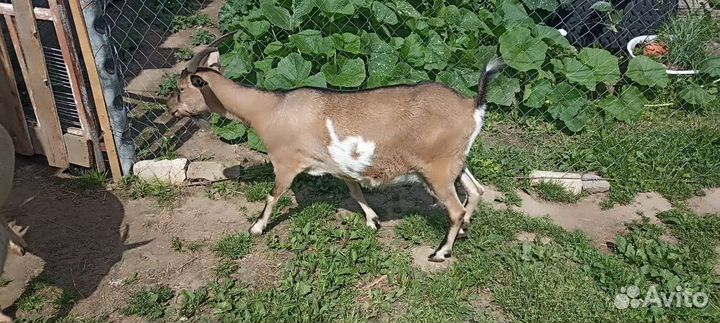 Коза дойная альпийская