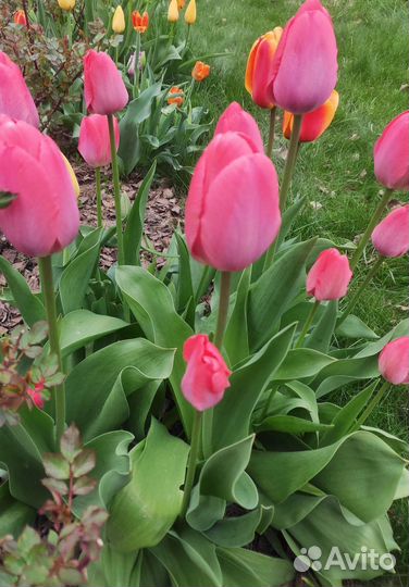 Луковицы тюльпанов