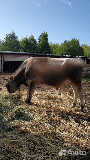 Джерси чистокровный бык на племя