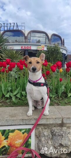 Парсон рассел терьер для вязки