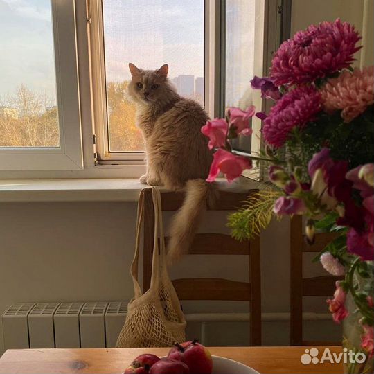 Москитная сетка Антикошка